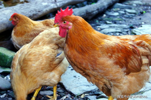 防御鸡病先弄清传播途径,土鸡养殖防疫程序